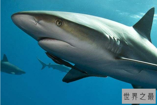 世界最大的鲨鱼排行榜 鲸鲨位列第一，体型重达21.5吨