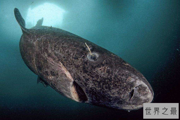 世界最大的鲨鱼排行榜 鲸鲨位列第一，体型重达21.5吨