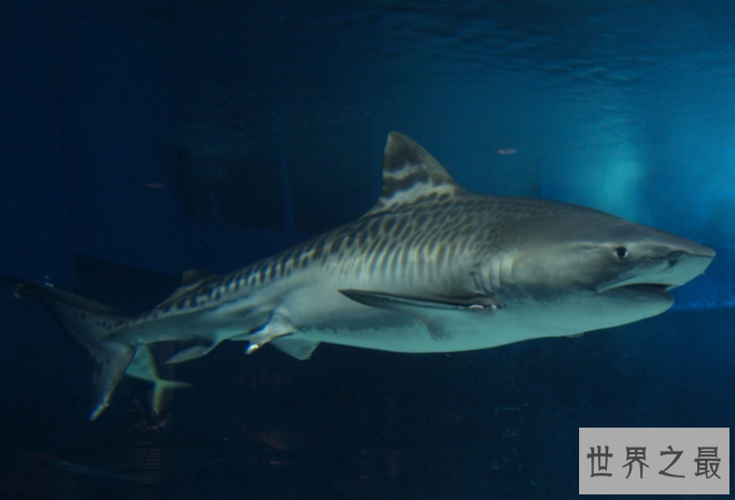世界最大的鲨鱼排行榜 鲸鲨位列第一，体型重达21.5吨