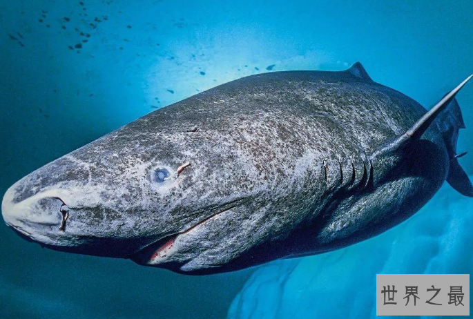 世界最大的鲨鱼排行榜 鲸鲨位列第一，体型重达21.5吨