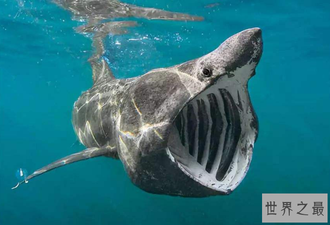 世界最大的鲨鱼排行榜 鲸鲨位列第一，体型重达21.5吨