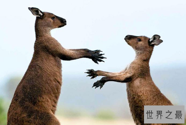 世界野生动物园排名 第一名为世界遗产，你去过吗