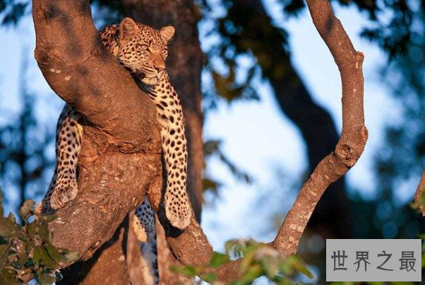 世界野生动物园排名 第一名为世界遗产，你去过吗