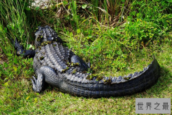 世界野生动物园排名 第一名为世界遗产，你去过吗