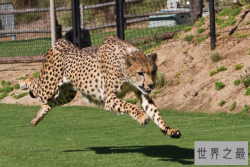 全球七大动物园排名 圣地亚哥动物园美国最大,第二无栅栏