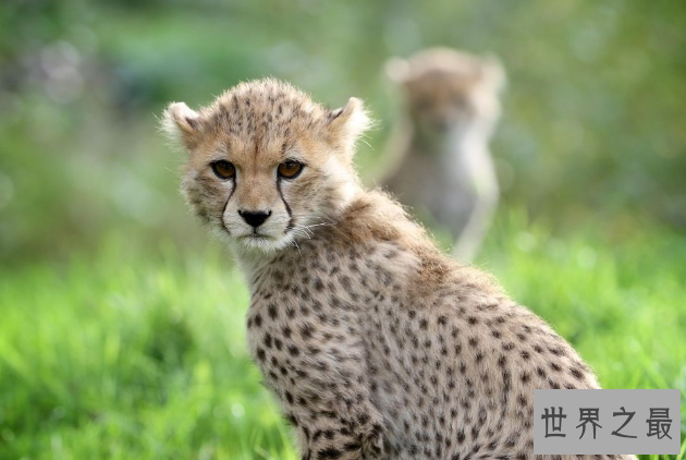 全球七大动物园排名 圣地亚哥动物园美国最大,第二无栅栏