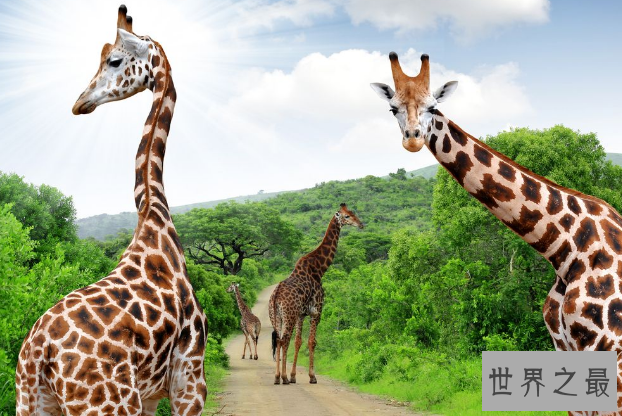 全球七大动物园排名 圣地亚哥动物园美国最大,第二无栅栏