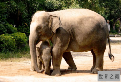 全国野生动物园排名 带你感受最原始的大自然