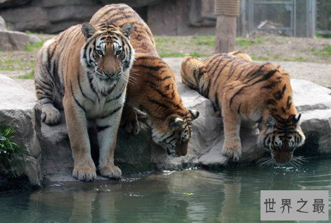 全国野生动物园排名 带你感受最原始的大自然