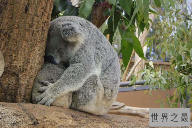 全球七大动物园排名 圣地亚哥动物园美国最大,第二无栅栏