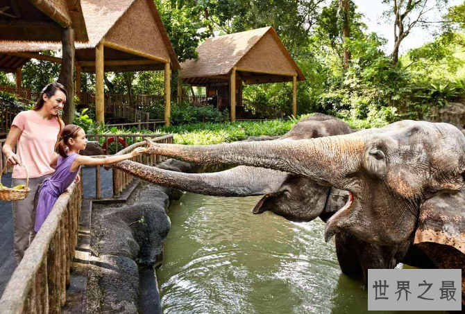 全球七大动物园排名 圣地亚哥动物园美国最大,第二无栅栏