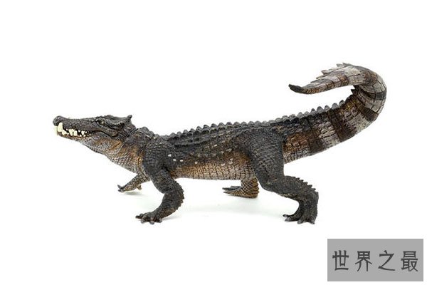 十大灭绝恐怖动物名单，所幸都已经成为化石