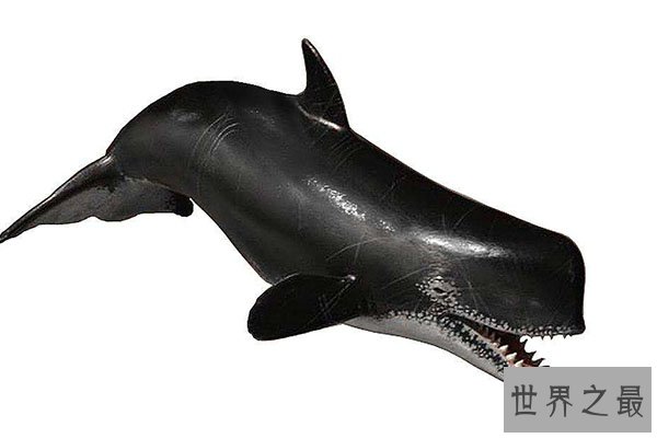 十大灭绝恐怖动物名单，所幸都已经成为化石