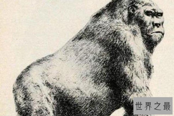 十大灭绝的可怕生物排名，一起看完，不要怂