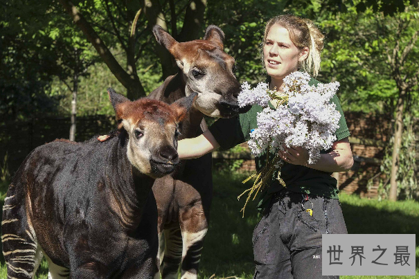 世界最大的动物园排名 第一名来自德国,北京动物园位列第四