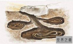 十种动物冬眠的方式，动物过冬的方式有哪些