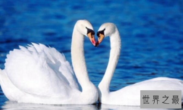 十种动物冬眠的方式，动物过冬的方式有哪些