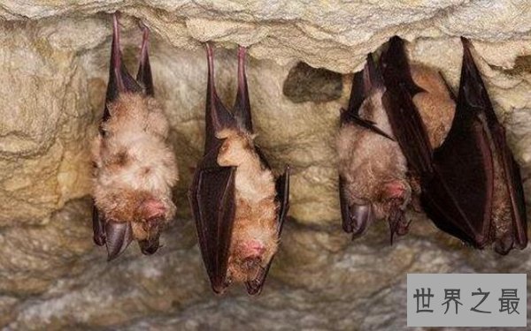 十种动物冬眠的方式，动物过冬的方式有哪些