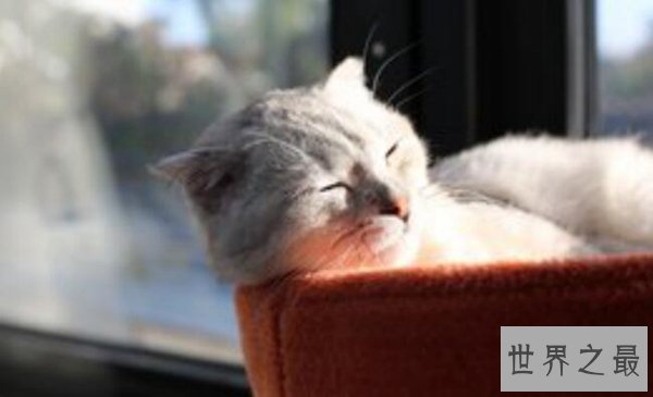 十种动物冬眠的方式，动物过冬的方式有哪些