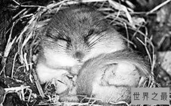 十种动物冬眠的方式，动物过冬的方式有哪些