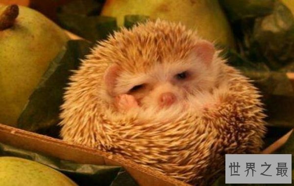 十种动物冬眠的方式，动物过冬的方式有哪些