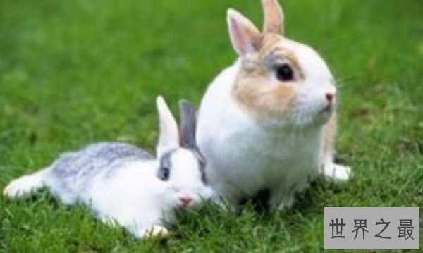 十种动物冬眠的方式，动物过冬的方式有哪些