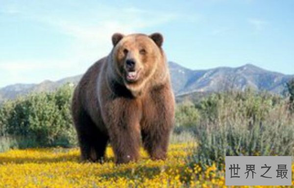 十种动物冬眠的方式，动物过冬的方式有哪些