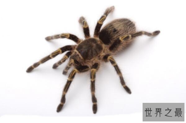 夏眠的动物有哪些10个，不冬眠选择夏眠的动物都有哪些