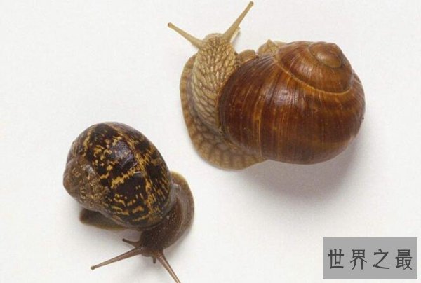 夏眠的动物有哪些10个，不冬眠选择夏眠的动物都有哪些