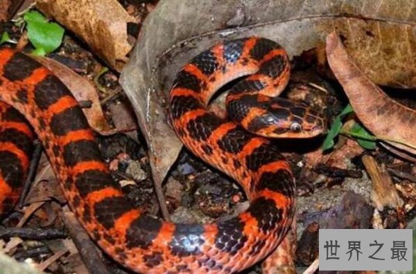 夏眠的动物有哪些10个，不冬眠选择夏眠的动物都有哪些