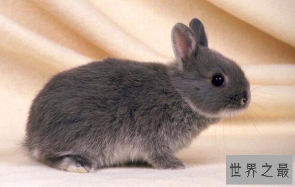 夏眠的动物有哪些10个，不冬眠选择夏眠的动物都有哪些