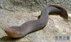 夏眠的动物有哪些10个，不冬眠选择夏眠的动物都有哪些