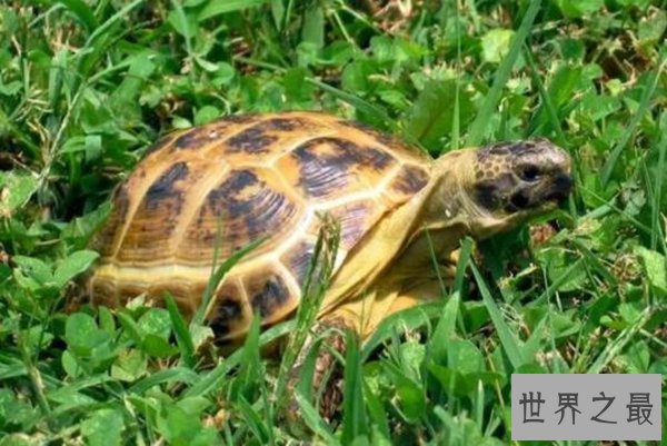 夏眠的动物有哪些10个，不冬眠选择夏眠的动物都有哪些