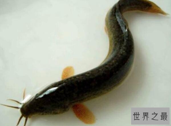 夏眠的动物有哪些10个，不冬眠选择夏眠的动物都有哪些