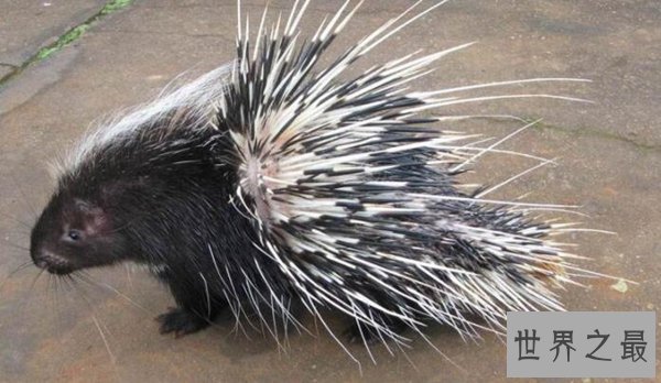 夏眠的动物有哪些10个，不冬眠选择夏眠的动物都有哪些