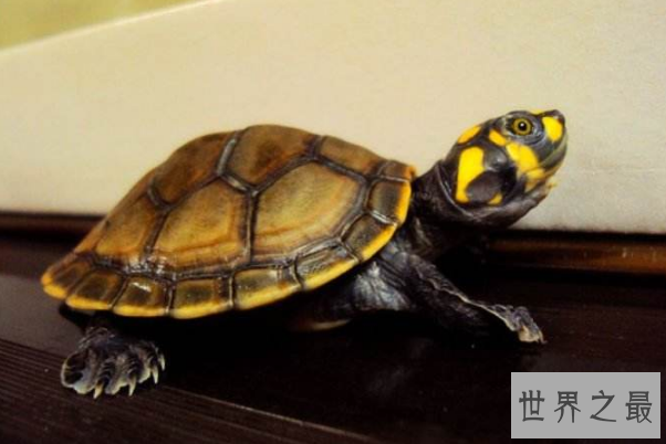最有灵性的龟排名 巴西龟位列第一名