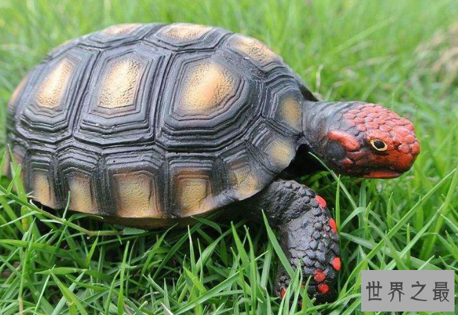 最有灵性的龟排名 巴西龟位列第一名