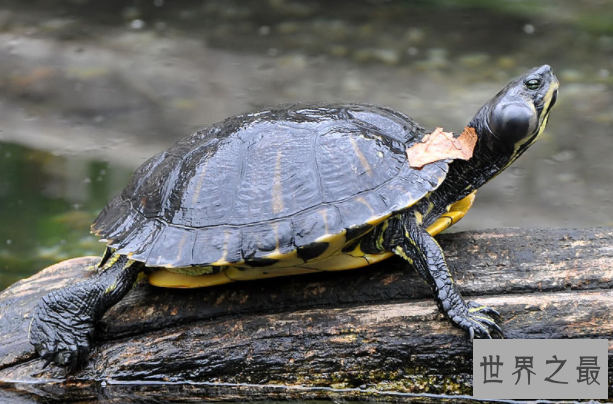 最有灵性的龟排名 巴西龟位列第一名