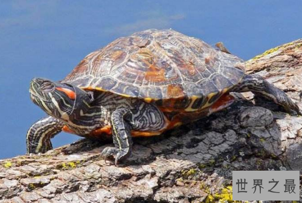 最有灵性的龟排名 巴西龟位列第一名