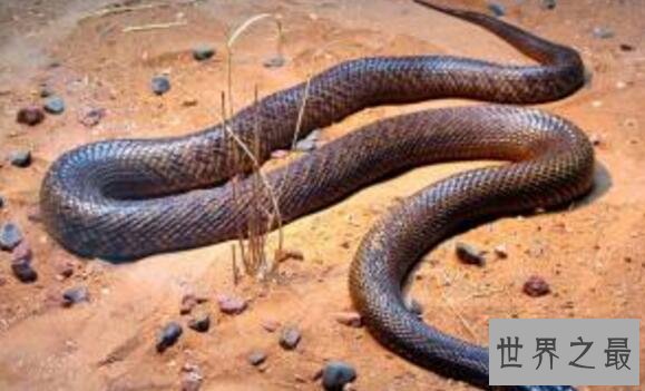 澳大利亚十大致命毒蛇排行榜 棕蛇致死数最多,第六又称死亡蛇