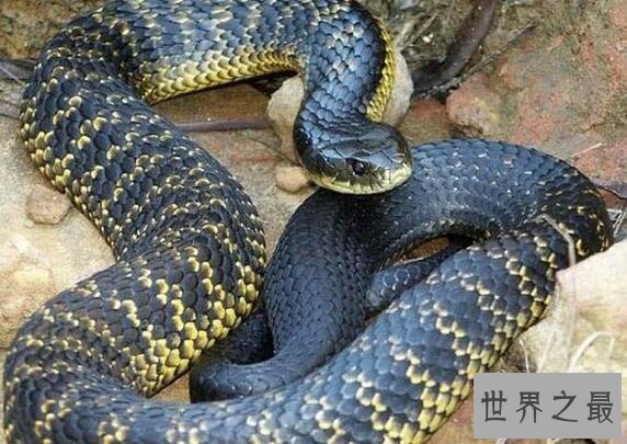 澳大利亚十大致命毒蛇排行榜 棕蛇致死数最多,第六又称死亡蛇