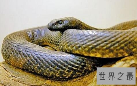 澳大利亚十大致命毒蛇排行榜 棕蛇致死数最多,第六又称死亡蛇