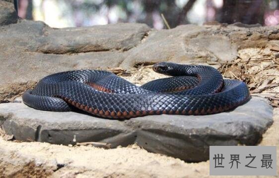 澳大利亚十大致命毒蛇排行榜 棕蛇致死数最多,第六又称死亡蛇