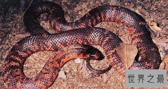 澳大利亚十大致命毒蛇排行榜 棕蛇致死数最多,第六又称死亡蛇