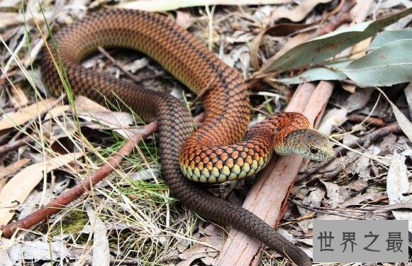 澳大利亚十大致命毒蛇排行榜 棕蛇致死数最多,第六又称死亡蛇