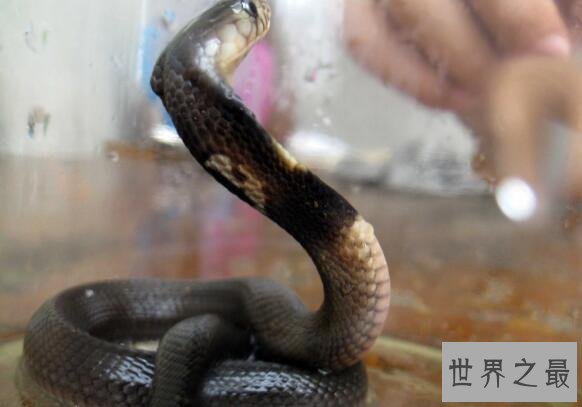 澳大利亚十大致命毒蛇排行榜 棕蛇致死数最多,第六又称死亡蛇