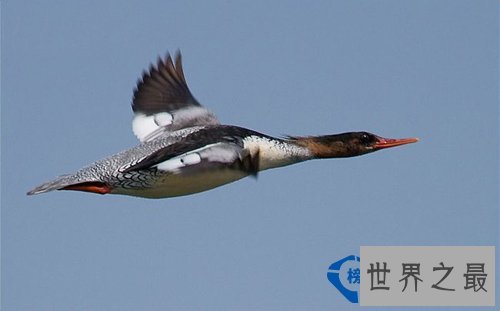 地球上飞得最快的动物：游隼