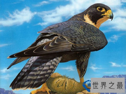 地球上飞得最快的动物：游隼