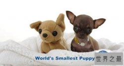 世界上最小的狗：仅有9.65厘米