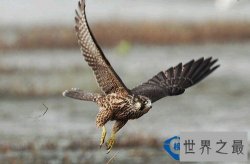 地球上飞得最快的动物：游隼